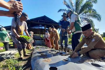 Petani Singkil Butuh Dukungan Alsintan 