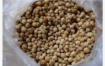 Kapulaga, Rempah Tradisional dengan Beragam Manfaat Kesehatan