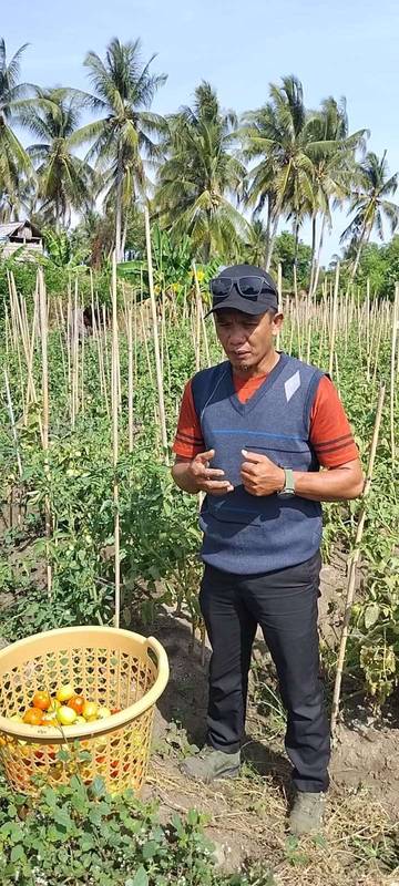 Panen Tomat Bukti Keberhasilan Pemdes Uetoli Optimalkan Pertanian