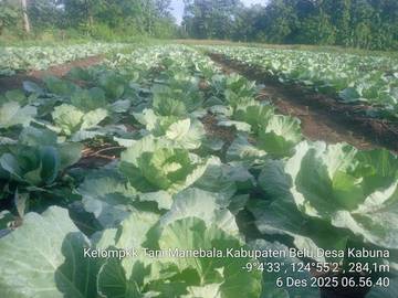 Petani Kabuna Terkendala Modal Usaha