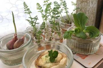 Buah dan Sayur yang Bisa Ditanam di Air