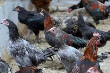 Beternak Ayam KUB dan Elba di Lahan Rumah 
