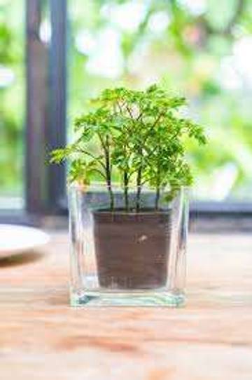 Merawat Tanaman Air Agar Tetap Indah