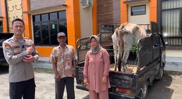 Polres Pringsewu Bongkar Komplotan Pencuri Sapi Lintas Kabupaten