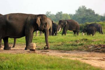 Bupati Lampung Timur Apresiasi Pemulihan Ekosistem Way Kambas