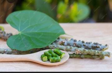 Brotowali, obat herbal turun temurun