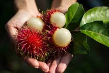 Manfaat Buah Rambutan untuk Kesehatan