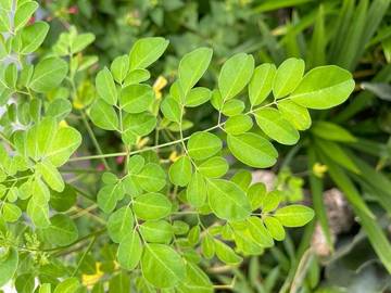 Manfaat Daun Kelor untuk Kesehatan