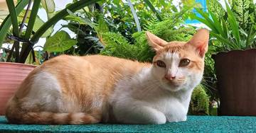 Inilah Fakta Unik Tentang Kucing