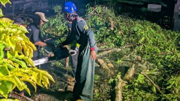 Pohon Tumbang terjadi di Dua Desa di Tasikmalaya