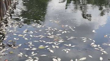 Pencemaran Setu Citongtut, Begini Kata DLH Jabar