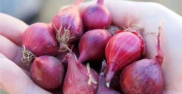 Bawang Merah dan Manfaatnya bagi Kesehatan