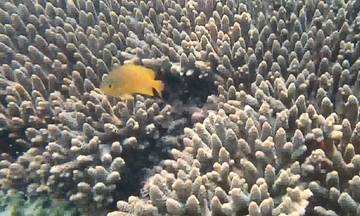 Surga Bawah Laut Teluk Tamiang Semakin Diminati Wisatawan