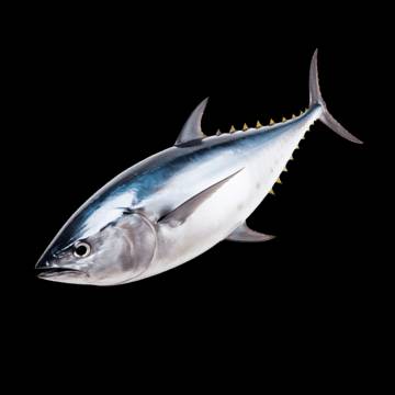 Jenis Ikan Laut Rendah Purin