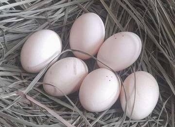 Telur Ayam Kampung Jadi Primadona di Dunia Kesehatan