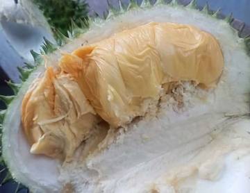 Rahasia Kesehatan di Balik Kelezatan Durian 