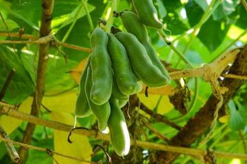 Kacang Benguk, Manfaat Sehat dan Cara Mengolah Aman