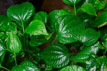 Daun Karuk, Manfaat dan Cara Aman Menggunakannya