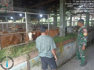 Sertu Robbi Pantau Ternak Sapi Cegah PMK