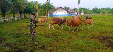 Koramil Merbau Pantau Hewan Ternak Warga Cegah PMK 