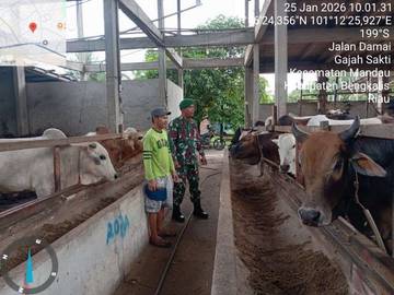 Babinsa Mandau Intensif Pantau PMK Hewan Ternak