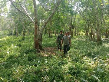 Awasi Situasi Babinsa Bengkalis Pantau dan Sosialisasi Karhutla