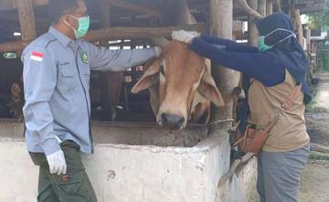 Bengkalis Gencarkan Vaksinasi PMK Ternak Pada 2026