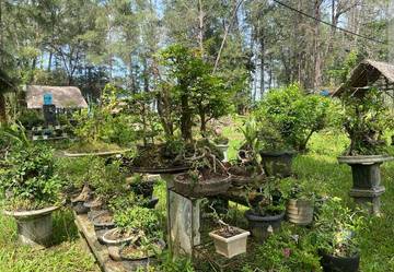 Melihat Taman Bonsai di Pantai Panjang