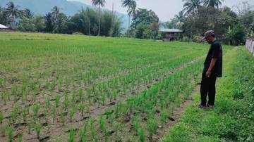 Mukomuko Pacu Swasembada Beras