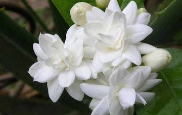 Mengenal Bunga Melati Simbol Kecantikan Budaya Indonesia