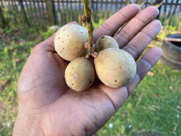 Tips Makan Duku Agar Aman dan Sehat