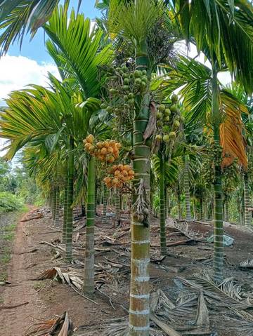 Harga Buah Pinang Di Kaur Belum Alami Kenaikan