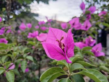 Bunga Kertas: Pesona Sederhana yang Menawan