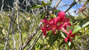 Spesies Bunga Baru yang Indah Menghormati Sri Mulyani