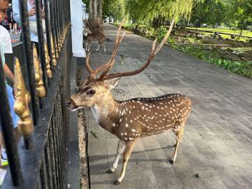 Pesona Rusa Totol Istana Bogor yang Terjaga