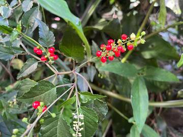 Mengenal Getih-Getihan, Tanaman Hias dengan Kekuatan Herbal