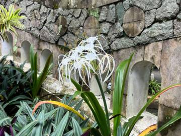 Hymenocallis Speciosa, Pesona Bunga Mirip Eywa Avatar