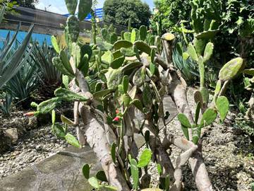 Kaktus Centong, Tanaman Unik Kaya Potensi