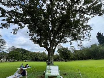 Trengguli, Pohon Hujan Emas Ikon Kebun Raya Bogor