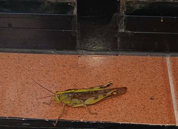 Peran Belalang dalam Ekosistem dan Kehidupan Manusia