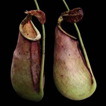 Spesies Baru Kantong Semar Indonesia