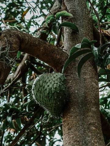Manfaat yang Terkandung Pada Daun Sirsak