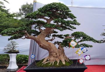 Bonsai Sancang: Tanaman Hias Mudah Dirawat untuk Pemula