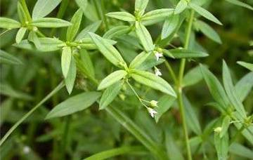 Rumput Liar Yang Kaya Antioksidan