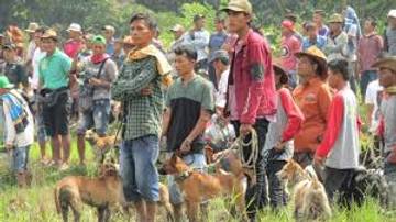 Budaya Baburu Babi dalam Masyarakat Minangkabau