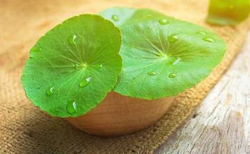 Pegagan, Bukan sembarang Rumput Liar