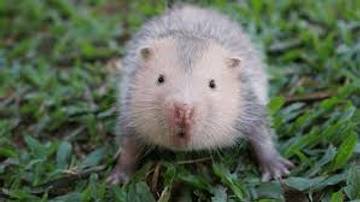 Tikus Bambu  Hewan Pengerat  Unik dan Bernilai Ekonomi