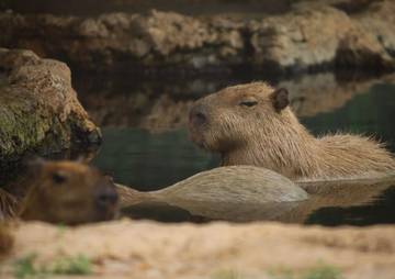 Capybara: Hewan Viral yang Bikin Internet Jatuh Cinta
