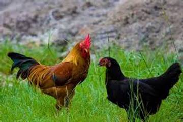 Cara Beternak Ayam Kampung