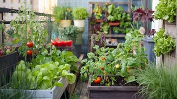 Kebun Sayur: Sumber Kesehatan, Hemat, dan Ramah Lingkungan